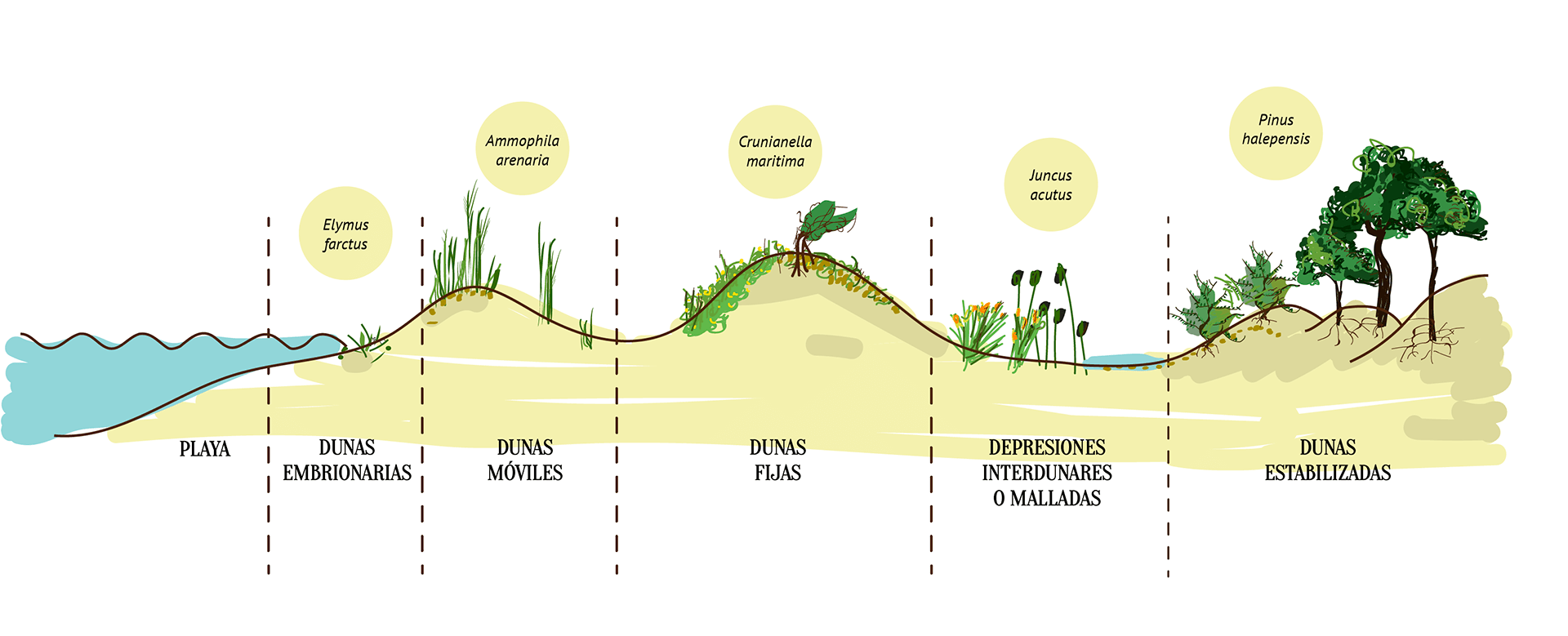 Diagrama De Dunas La Duna De Valdevaqueros 70 A os e Pur Si Diagrama De Dunas La Duna De Valdevaqueros 70 A os e Pur Si